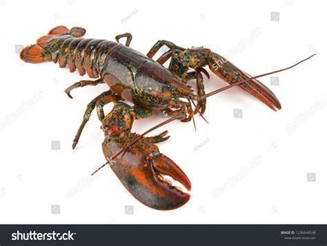 11,573 Big Lobster Royalty-Free Images, Stock Photos & Pictures ...