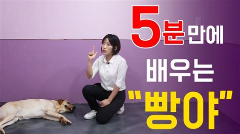 천재견까지 도보5분 4화 강아지 기다려빵야 훈련 알려주기 Youtube