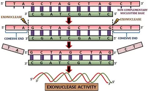 22 Differences Between Endonuclease And Exonuclease Endonuclease Vs