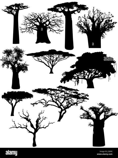 Baum Afrika Bush Silhouette Baobab Pflanze Profil Baum Bäume Afrikas