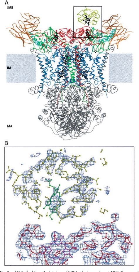 Figure From Crystal Structure Of The Yeast Cytochrome Bc Complex