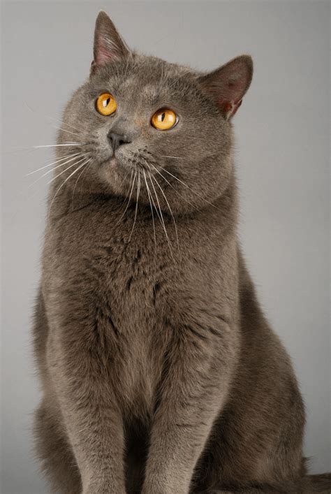 Chartreux Cat Breed Profile Litter Robot