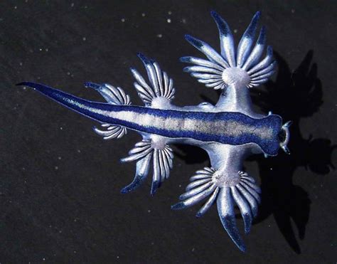 Glaucus Atlanticus Blue Sea Slug Myconfinedspace