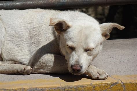 Indignaci N Por Hombre Que Golpea A Una Perrita En Villa Nueva