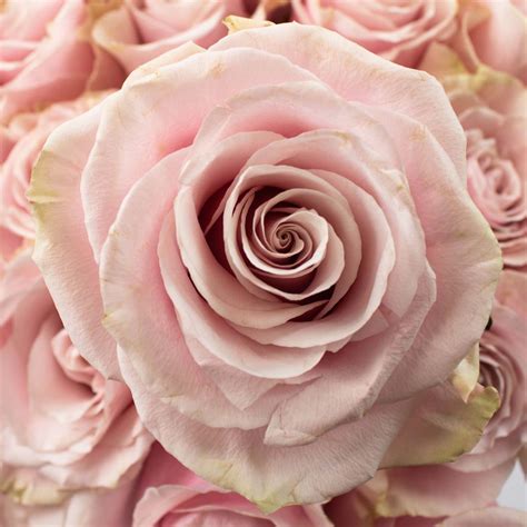 Dusty Light Pink Rose Flower Up Close White And Pink Roses White