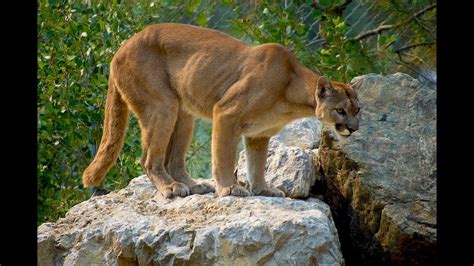 Awesome Facts About Cougars Youtube