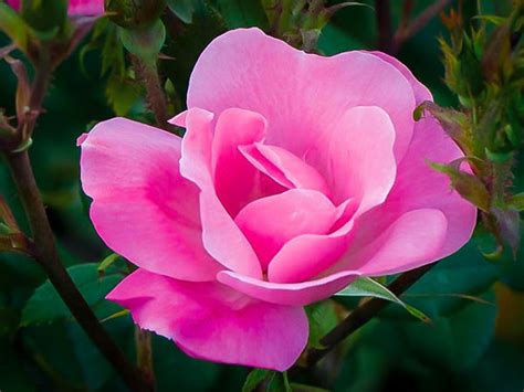 Pink Knockout Rose Bushes For Sale Online | The Tree Center