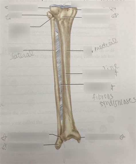 Right Tibia And Fibula Diagram Quizlet