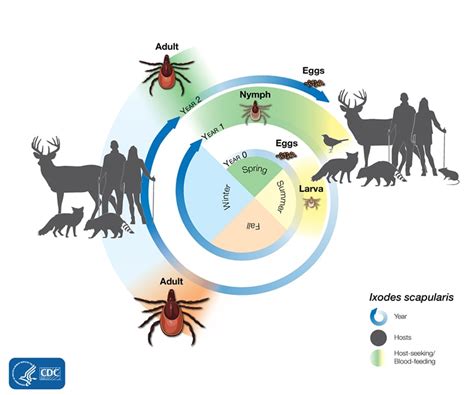 Tick Lifecycles | Ticks | CDC