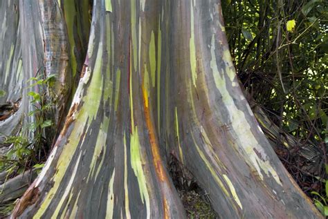 Rainbow Eucalyptus Tree - Rainbow Eucalyptus Growing Conditions ...