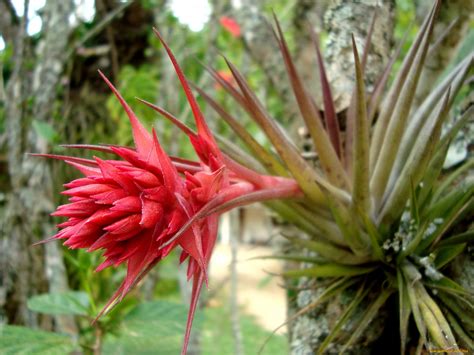 Цветы острые - 87 фото