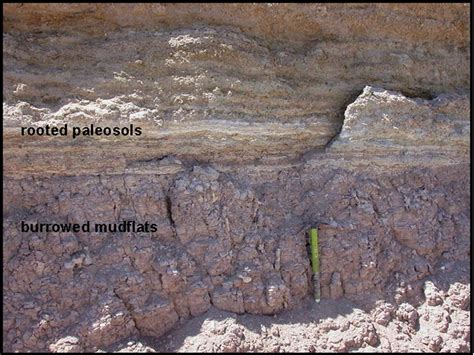 Example Of The Quality Of Outcrop Exposure At Faro Beach Stop