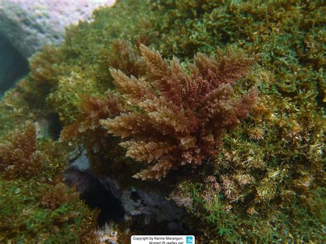 Asparagopsis Taxiformis Red Sea Plume