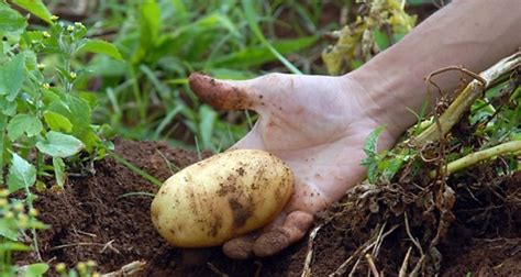 Censo Agropecuario Refleja Incremento En El N Mero De Productores Y