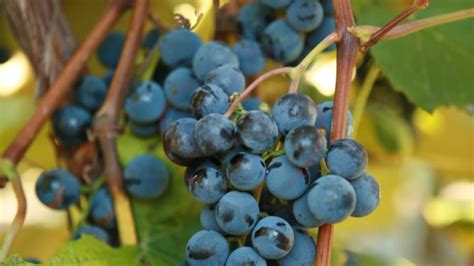 Concord Grapes- Origin, Nutrition, Uses, & Amazing Benefits