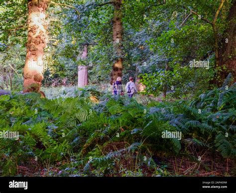 lily pond garden Stock Photo - Alamy