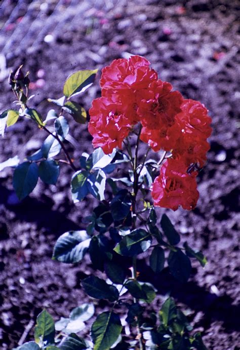 Lake Harriet Rose Garden – Unknown – David Tewes, Shutterbug