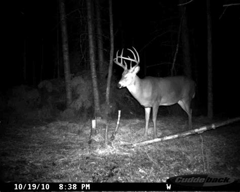 Gustafson Outdoors - Home - What's Going On? - Trail Camera Deer ...