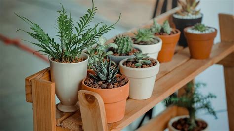 Plantas F Ciles De Cuidar Y Que No Se Mueren F Cilmente Estilo Musa