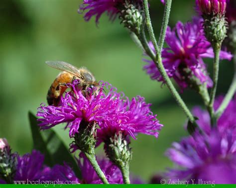 A bee on flowers of ironweed (Vernonia baldwini, Asteraceae). Michigan ...