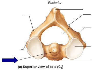 Axis Vertebra Flashcards Quizlet