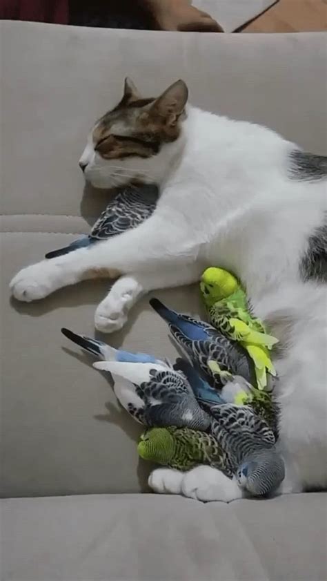 Mama kitty : r/aww