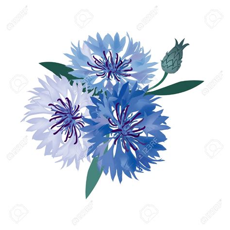 Cornflower clipart - Clipground