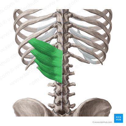 Ribs Anatomy Ligaments And Clinical Notes Kenhub