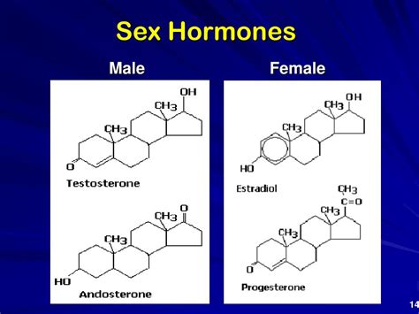 Ppt Hormones And Steroids Powerpoint Presentation Free Download Id 6134457