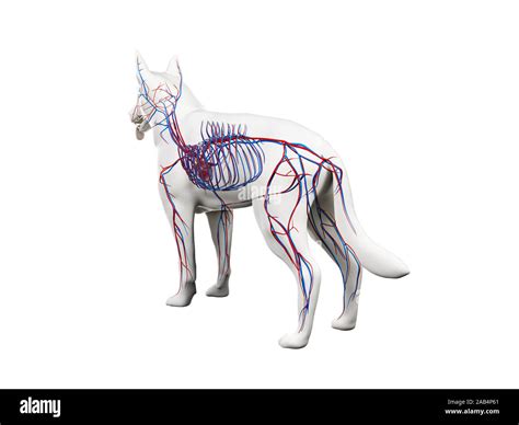 3d Rendered Anatomy Illustration Of The Canine Vascular System Stock