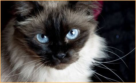 10 Best Cat Breeds With Blue Eyes