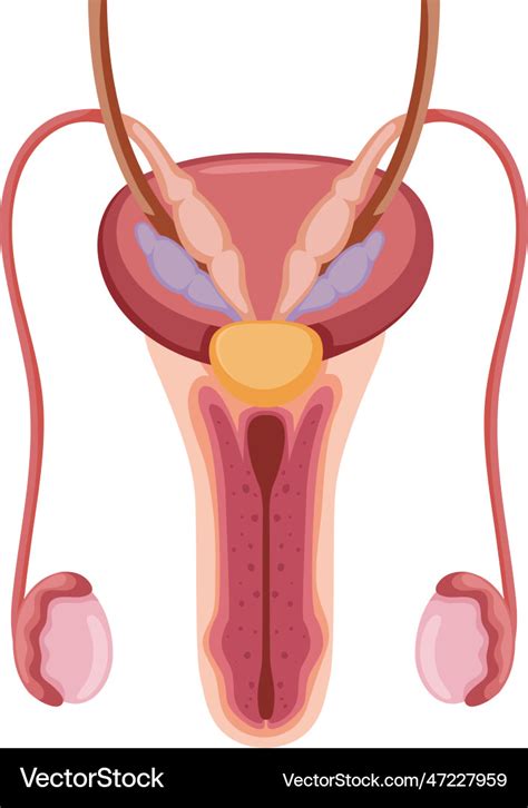 Anatomy Of The Male Reproductive System Royalty Free Vector