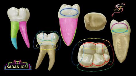 Anatomia Primeiro Molar Inferior BRAINCP