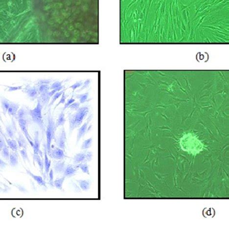 A Shows Phase Contrast Micrographs Of Outgrowth Of Cells From Cystic