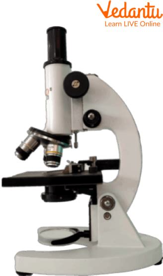 What Can You See Through A Microscope Learn Important Terms And Concepts