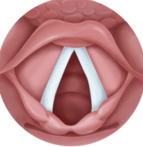 Apex Respiratory Airway Anatomy Flashcards Quizlet