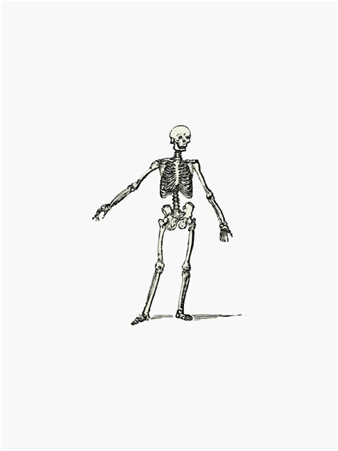 Skeletons Sticker For Sale By Netza Redbubble