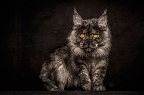 Maine Coon Cats Photographed As Majestic Mythical Beasts