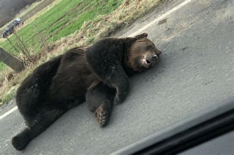 クマ襲撃が続発、1カ月で3人死亡 個体数が増加＝ルーマニア Bbcニュース