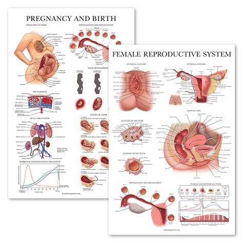 Buy 2 Pack Female Reproductive Anatomy Pregnancy And Birth Anatomy