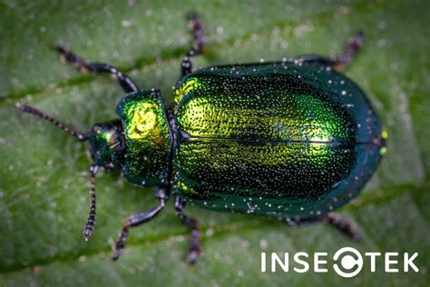 What is a June Bug? - Insectek Pest Solutions