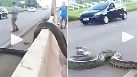 Giant Anaconda Cross Busy Road Video Goes Viral 10 ಅಡಿ ಉದ್ದದ ದೈತ್ಯ