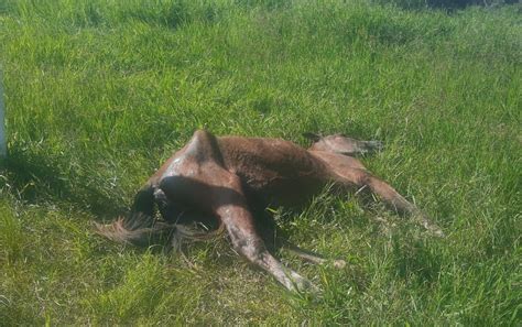 Cavalo Abandonado Amarrado E Sinais De Maus Tratos Sacrificado Em