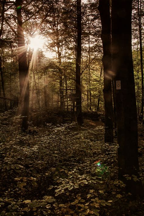 Bildet Tre Natur Skog Gren Lett Anlegg Sollys Morgen Blad