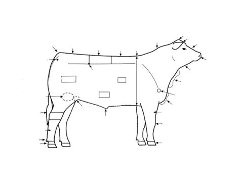 Anatomy of Bovine Quiz