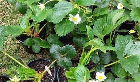 Cara Menanam Strawberry Untuk Pemula Agar Cepat Berbuah