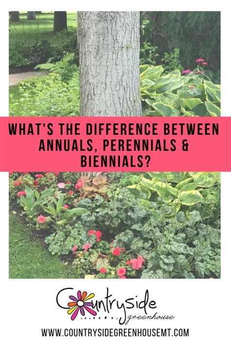 What S The Difference Between Annuals Perennials And Biennials In