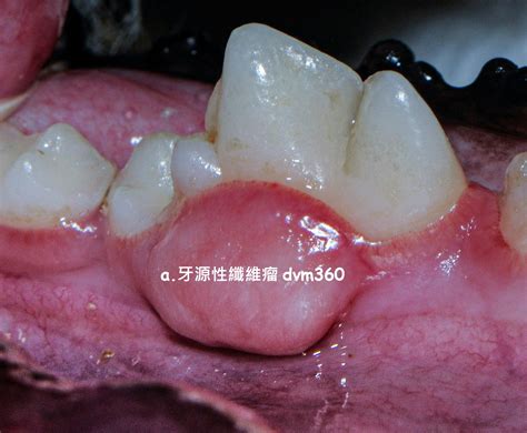 展鵬獸醫院 - Case report of feline oral cancer 貓口腔腫瘤病例報告...