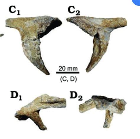 Unearthing the Giants of the Past: Sauropodomorpha Fossils Reveal Earth ...