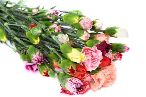 Colombia Direct Assorted Spray Carnations